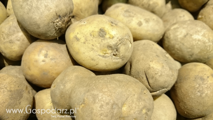 W. Dzwonkowski: Krajowe zbiory ziemniaków będą o ok. 10-15% wyższe niż w 2015 r.