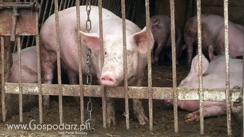 Ceny skupu świń rzeźnych (20.03.2022)