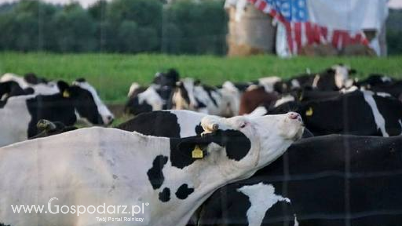 Prognoza sytuacji na unijnym rynku mleka