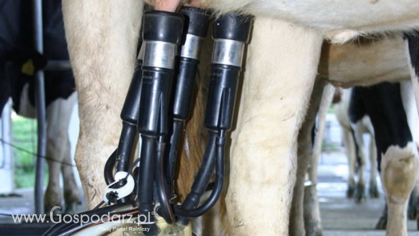 Unijna pomoc nie powinna ograniczać się tylko do producentów bydła mlecznego