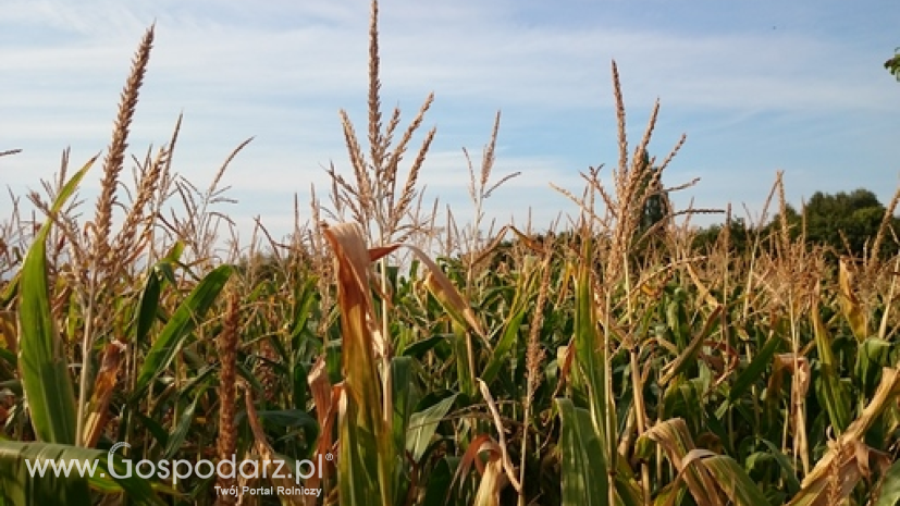 Notowania zbóż i oleistych. Końcówka tygodnia przyniosła spadki unijnych kontraktów (23.09.2016)