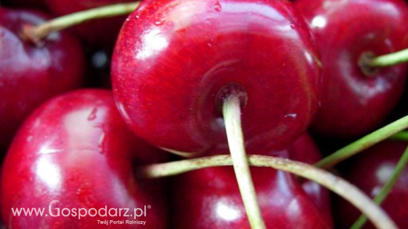 35% całkowitej unijnej produkcji wiśni i czereśni zbiera się w Polsce