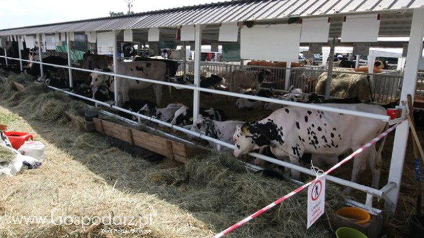 Szczepienia przeciw guzowatej chorobie skóry bydła na Bałkanach