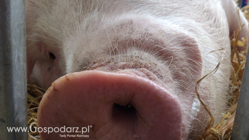 Czternasty przypadek ASF u świń w Polsce
