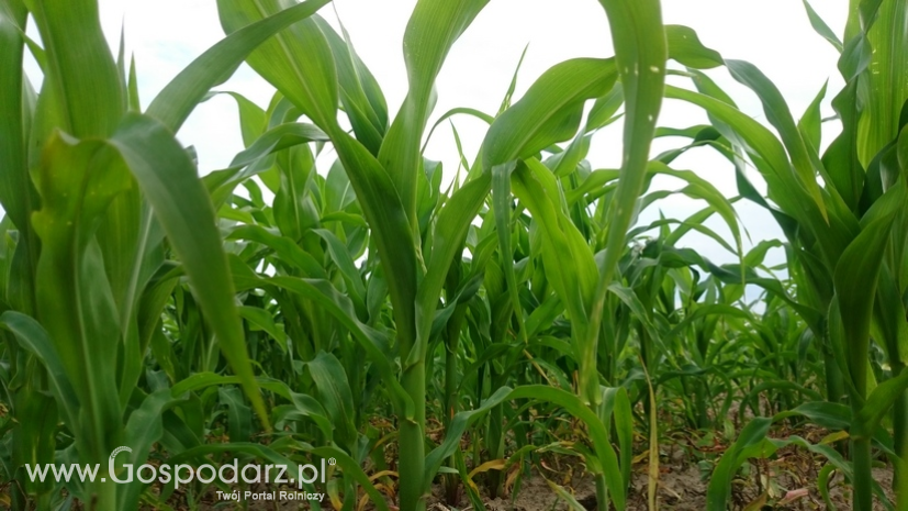 Argentyna: Lepsza pogoda dla żniw kukurydzy