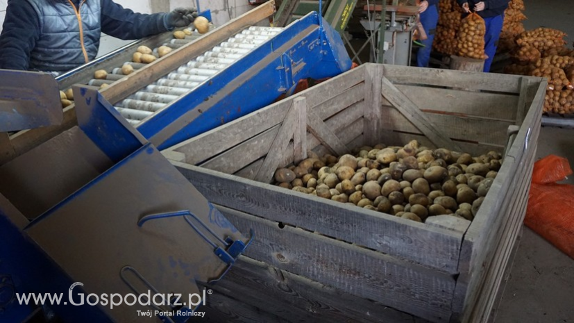 Zbiory ziemniaków w Polsce