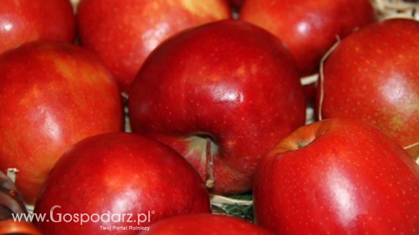 Eksport jabłek z UE spadł o ponad 10%. Wywóz z Polski na rynki trzecie wzrósł jednak do 600 tys. ton