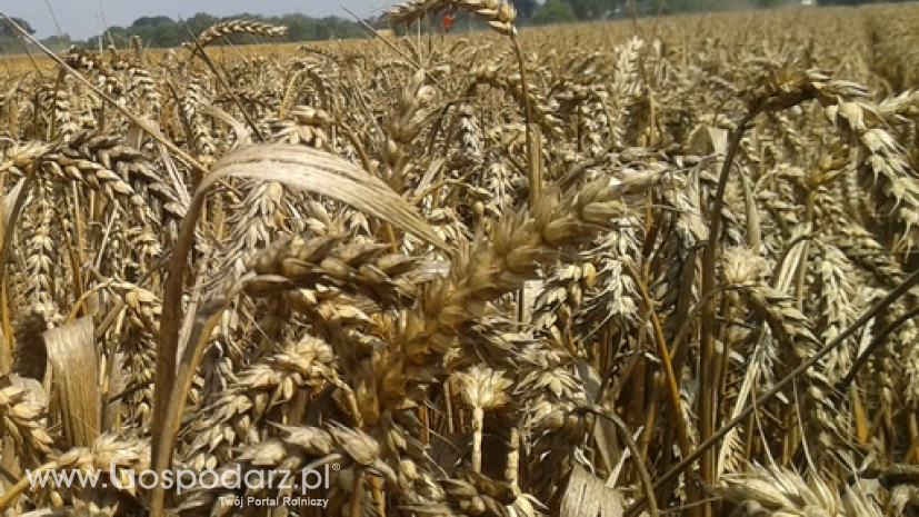 Rosja znosi cła w eksporcie pszenicy. Wywóz może sięgnąć nawet 30 mln ton