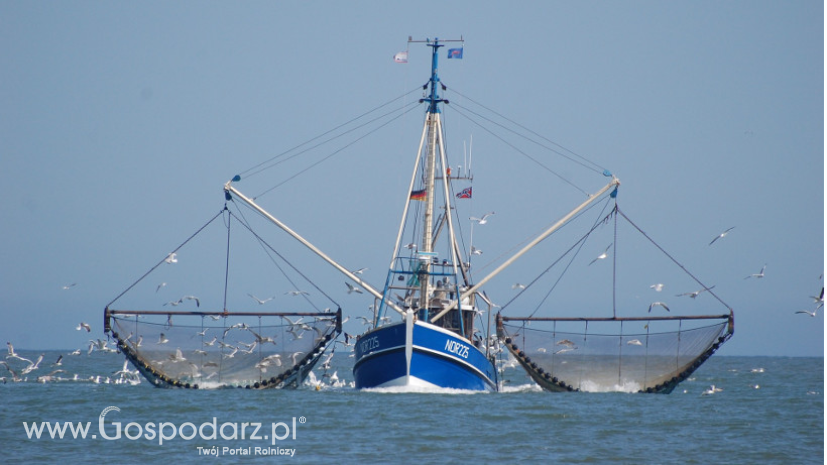 Stan zasobów ryb Bałtyku i zalecanych przez ICES dopuszczalnych połowach (TAC) w 2019 roku