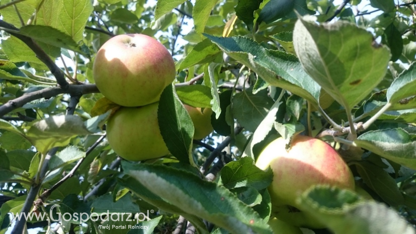 MRiRW: Zła sytuacja na rynku jabłek wynika z kilku powodów