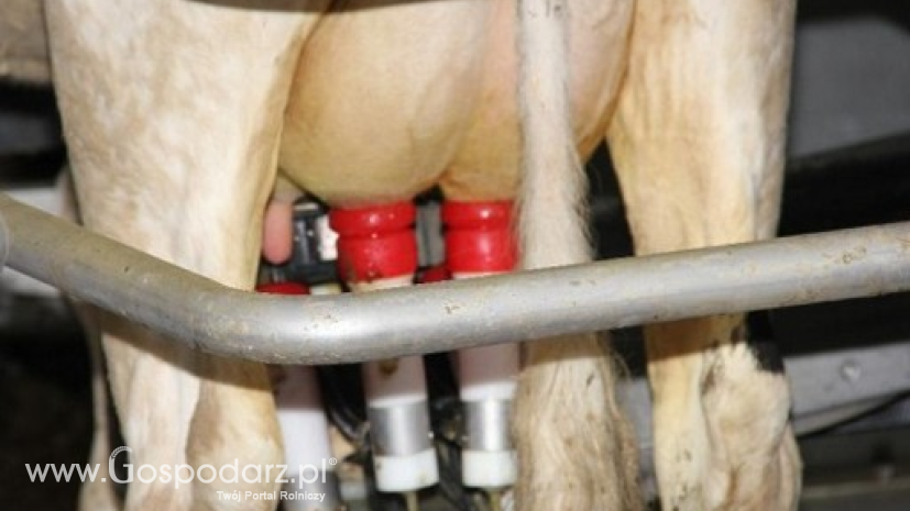 Redukcja pogłowia krów mlecznych