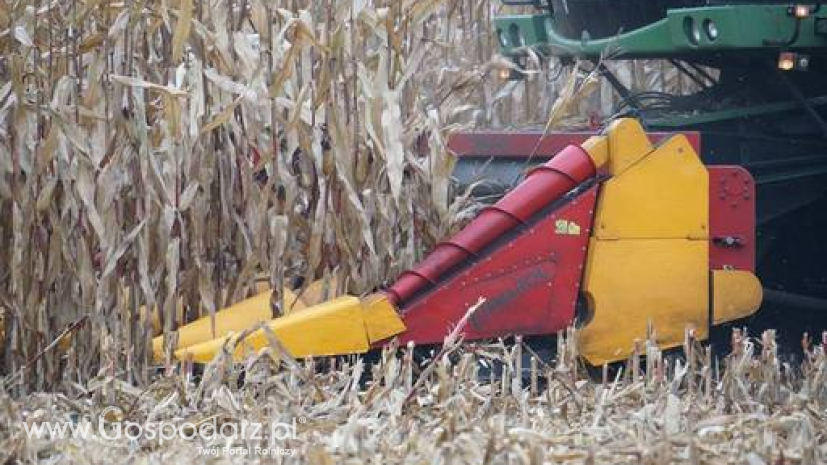 Rekordowe prognozy zbiorów soi i kukurydzy w USA