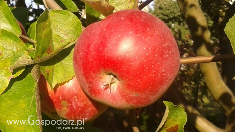 Mniejsze zbiory jabłek i gruszek we Francji