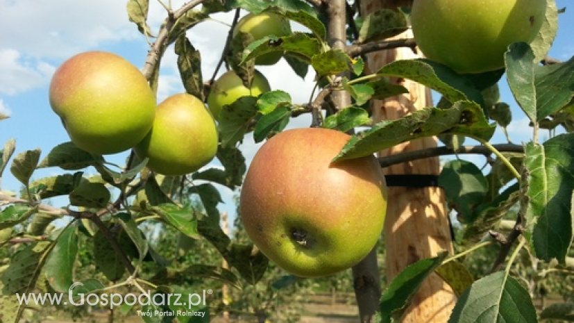 Mniejsze zbiory jabłek w 2016 r.