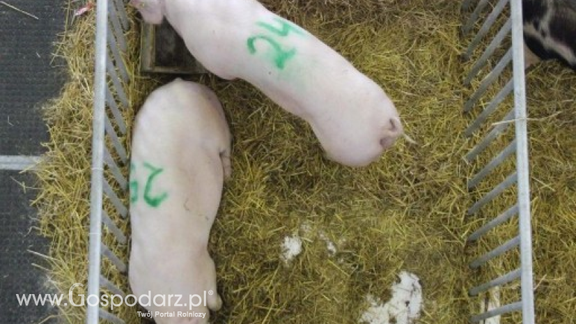 Ceny świń rzeźnych w Unii Europejskiej