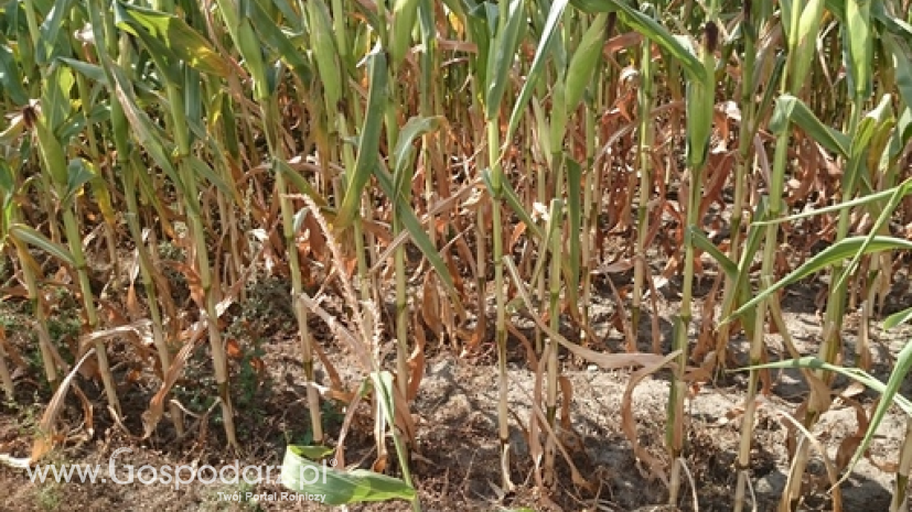 Choroby grzybicze w uprawach kukurydzy