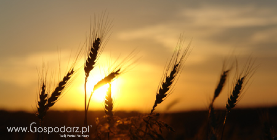 Lipcowa prognoza FAO produkcji zbóż i soi na świecie