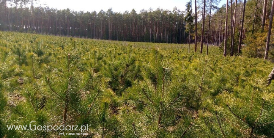 Miliony drzew posadzą szczecińscy leśnicy