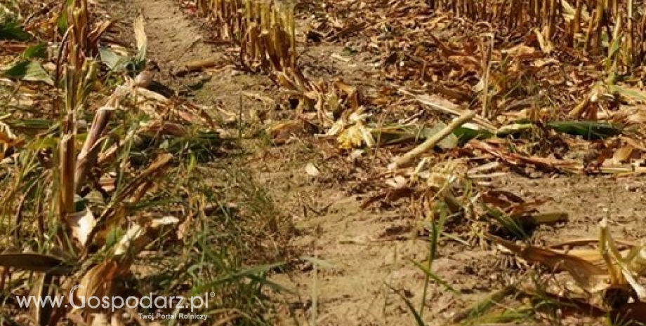 Rok 2015 był najtrudniejszym w historii polskiej kukurydzy
