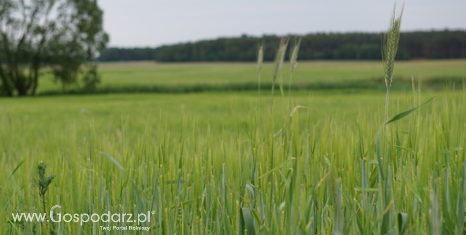 R. Barczyk: Popyt na zboża dalej jest niewielki, zwłaszcza na pszenicę i kukurydzę