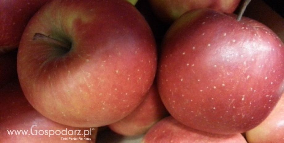 Eksport jabłek z Polski. Spadł wywóz na rynki pozaunijne