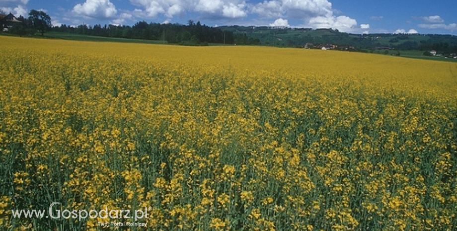 Szacunki plonów roślin oleistych i zbóż w Unii Europejskiej