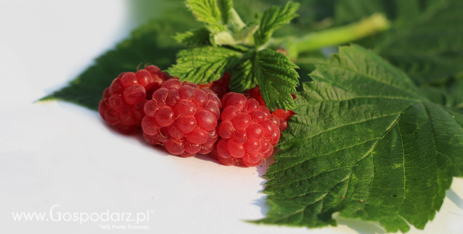 Produkcja malin w Polsce oraz eksport malin świeżych i mrożonych