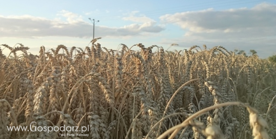 W 2015 r eksport pszenicy z Polski wzrósł do 4 mln ton