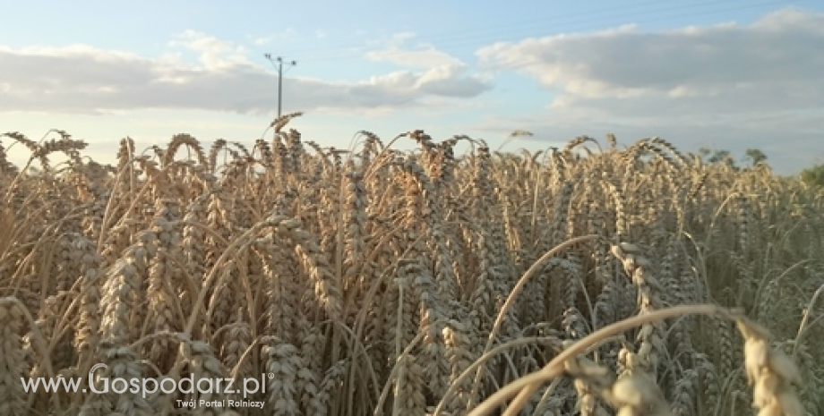 Ceny zbóż w kraju i portach. Zalewa nas zboże z Ukrainy. Polscy producenci czekają na wyższe ceny