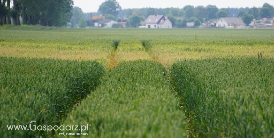 Światowy bilans pszenicy w sezonie 2015/2016