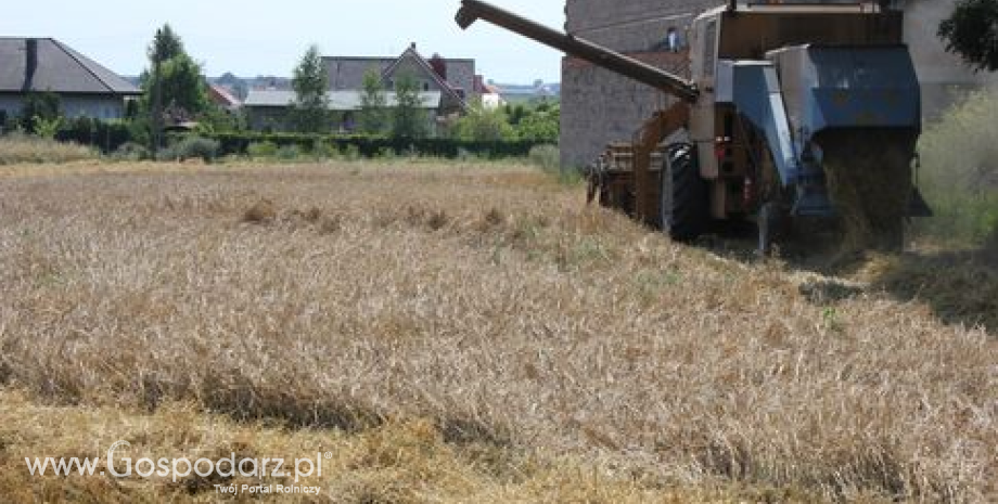 Rynek zbóż w Polsce i na świecie (04-10.08.2014)