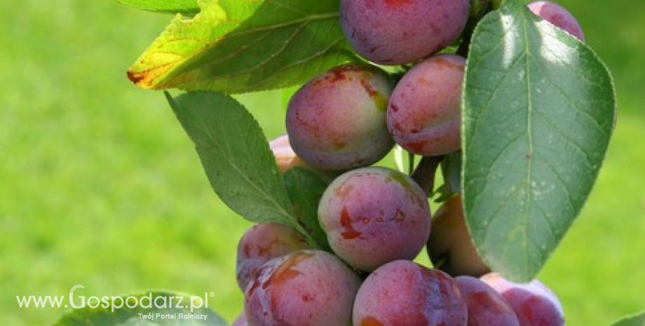 Wzrost zbiorów owoców z drzew w Polsce