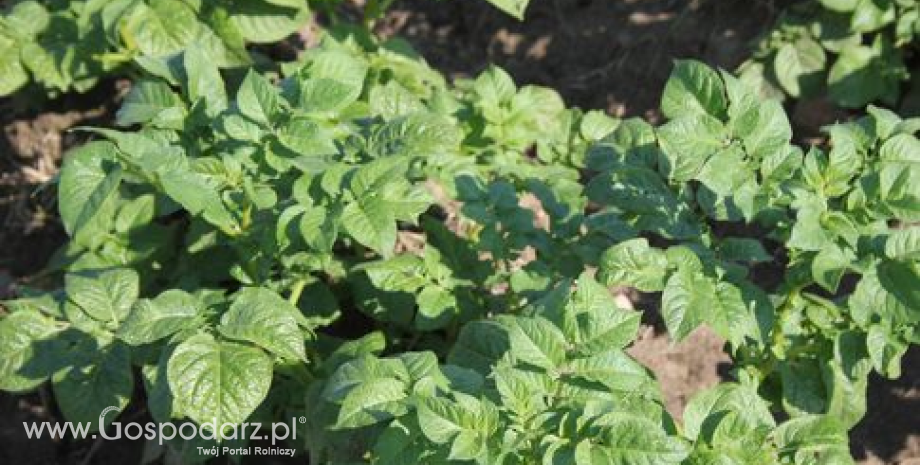 Stan plantacji buraków i ziemniaków gorszy niż rok temu. Wstępne szacunki produkcji upraw okopowych w 2013 r.