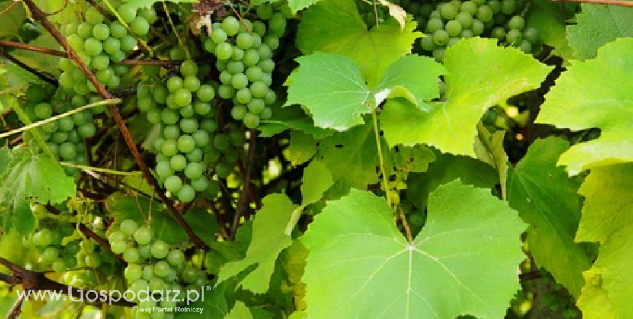 Brazylia – Zbiory winogron