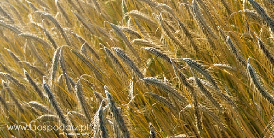 Ceny zbóż w kraju i portach (16.10.2014)