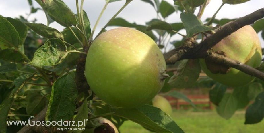 Zakończono przyjmowanie wniosków o wsparcie dla producentów jabłek i gruszek