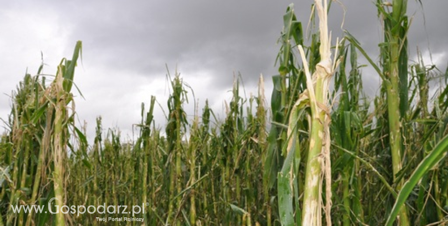 Sprzedaż ubezpieczeń upraw rolnych w Banku BGŻ