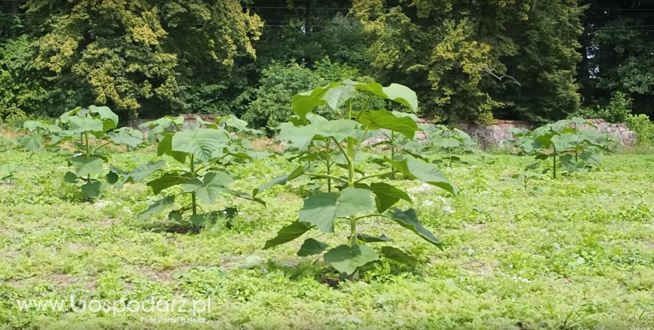 180 cm w 2 miesiące? Przycięte wiosną Oxytree rosną jak na drożdżach!