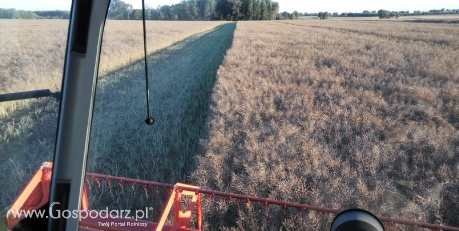 Rzepak już tylko nieznacznie powyżej 1600 zł/t