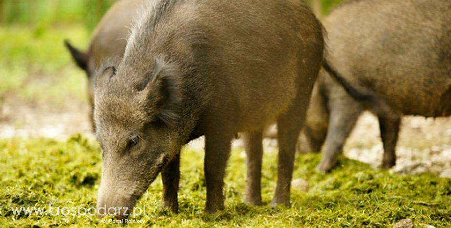 Trzydziesty czwarty przypadek afrykańskiego pomoru świń u dzików