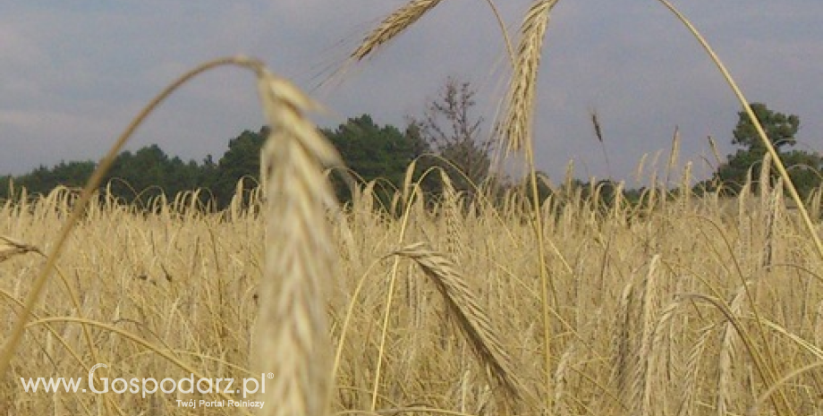 Notowania zbóż. Kontrakty na pszenicę rosły po obu stronach Atlantyku (29.10.2014)