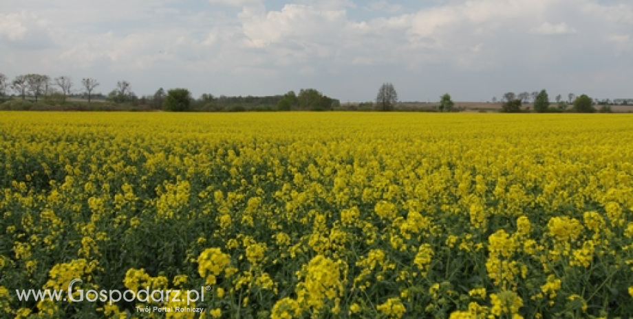 Światowe zbiory rzepaku w sezonie 2013/2014