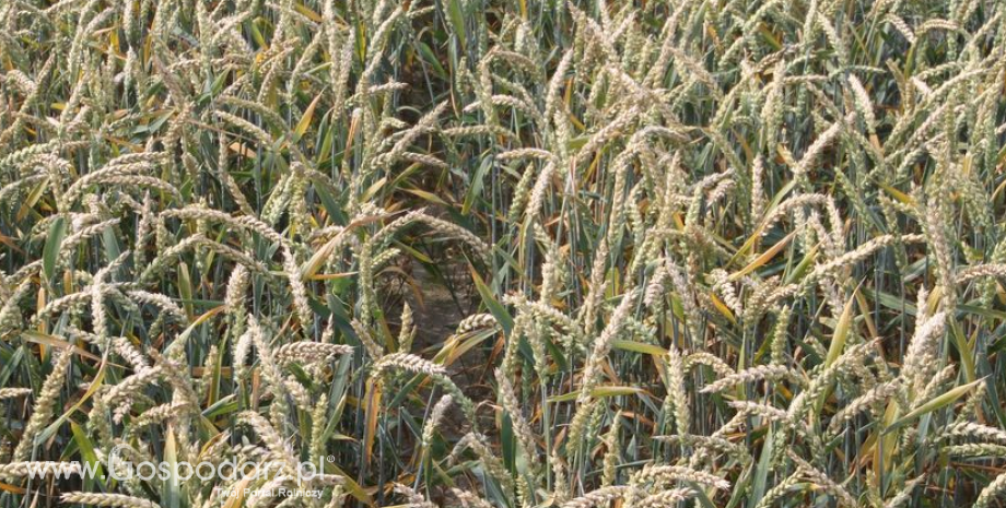 Unijna produkcja pszenicy spadła o 10%