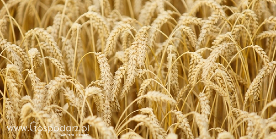 IGC podniosła prognozy zbiorów zbóż na świecie do 2 069 mln ton