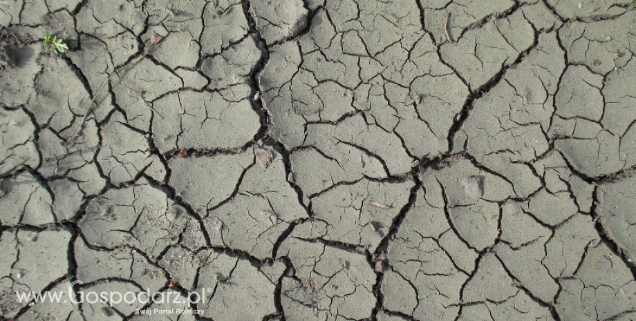 Produkcja rolna w Indiach cierpi z powodu suszy