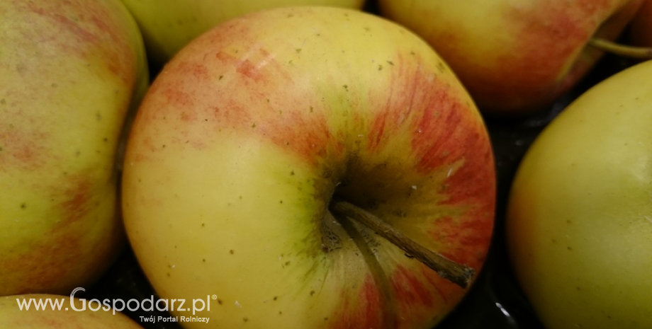 Rynek jabłek – 3 lata po wprowadzeniu rosyjskiego embargo
