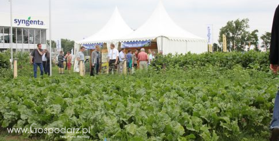 Niższe zbiory buraków cukrowych w Niemczech