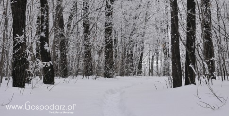 Akcja „Choinka 2014”