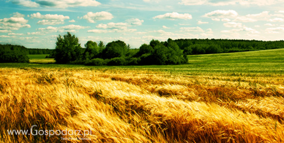 USDA: Optymistyczne prognozy zbiorów zbóż na świecie