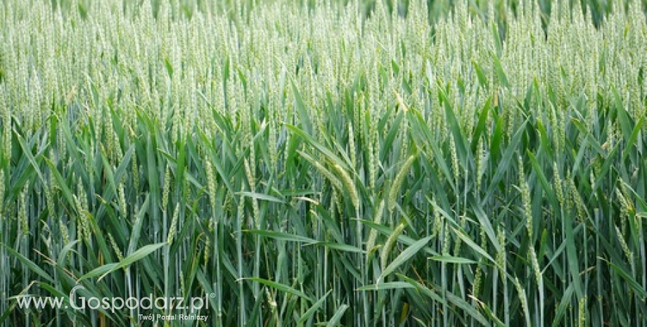 Ceny zbóż na giełdach towarowych (22.05.2022)